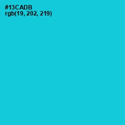 #13CADB - Robin's Egg Blue Color Image