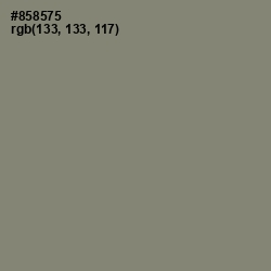 #858575 - Bandicoot Color Image