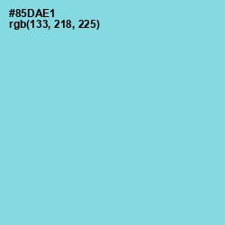 #85DAE1 - Seagull Color Image