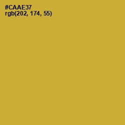 #CAAE37 - Old Gold Color Image