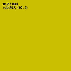 #CAC000 - Bird Flower Color Image