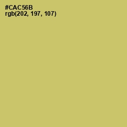 #CAC56B - Tacha Color Image