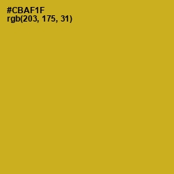 #CBAF1F - Gold Tips Color Image