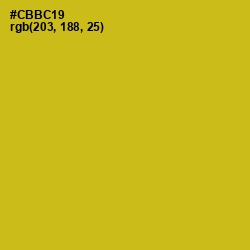 #CBBC19 - Gold Tips Color Image