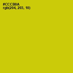 #CCCB0A - Bird Flower Color Image