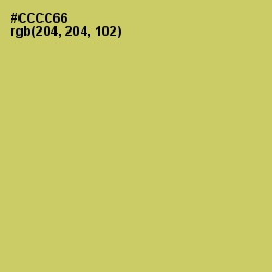 #CCCC66 - Tacha Color Image