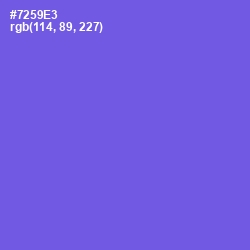 #7259E3 - Blue Marguerite Color Image