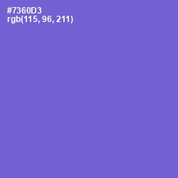 #7360D3 - Blue Marguerite Color Image