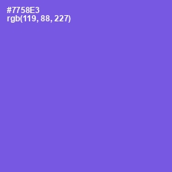 #7758E3 - Blue Marguerite Color Image